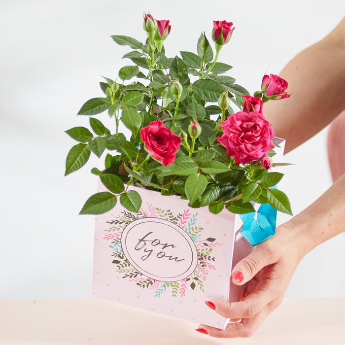 The Rose Plant Gift Bag Moonpig